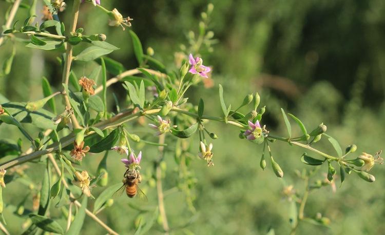 蜜蜂黑蜂病如何防治? 蜜蜂黑蜂病如何防治?