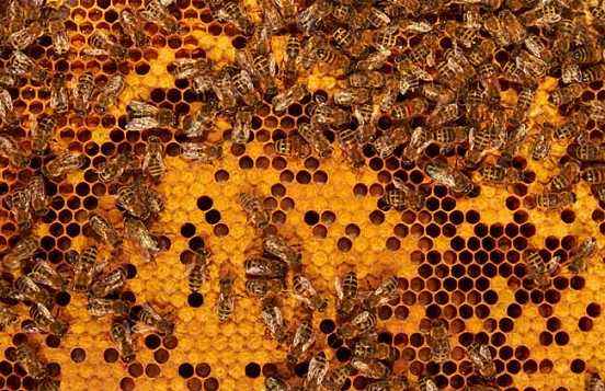 蜜蜂黑蜂病如何防治? 蜜蜂黑蜂病如何防治?