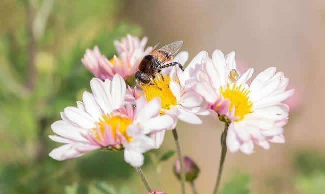 工蜂拖幼蟲是什么原因？