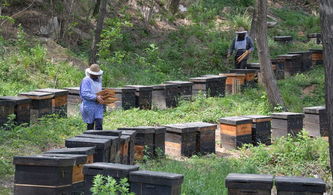 夢(mèng)到養(yǎng)蜜蜂和養(yǎng)蜂場(chǎng)是什么意思(夢(mèng)見(jiàn)養(yǎng)蜜蜂) 夢(mèng)到養(yǎng)蜜蜂和養(yǎng)蜂場(chǎng)是什么意思(夢(mèng)見(jiàn)養(yǎng)蜜蜂)