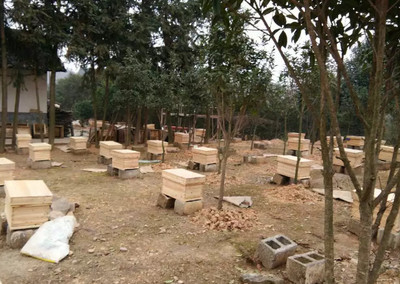 夢(mèng)到養(yǎng)蜜蜂和養(yǎng)蜂場(chǎng)是什么意思(夢(mèng)見(jiàn)養(yǎng)蜜蜂) 夢(mèng)到養(yǎng)蜜蜂和養(yǎng)蜂場(chǎng)是什么意思(夢(mèng)見(jiàn)養(yǎng)蜜蜂)