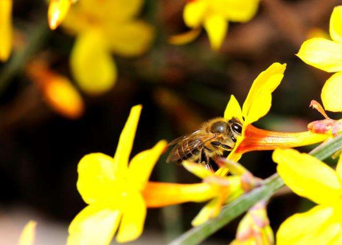 蜜蜂如何培養(yǎng)蜂王？