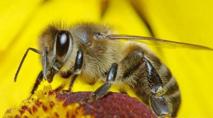 工蜂從卵到出房需幾天（工蜂產卵后能活多久）