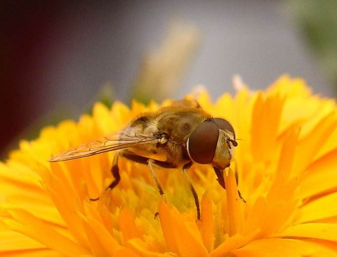 【蜜蜂知識】意大利蜂的優(yōu)缺點 意大利蜂的優(yōu)缺點