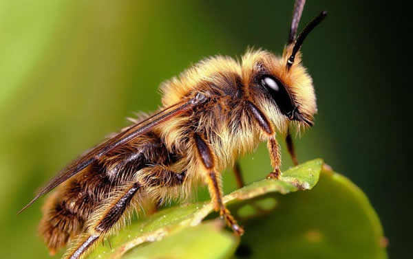 【蜜蜂知識】夏季蜂王停產的原因? 【蜜蜂知識】夏季蜂王停產的原因?