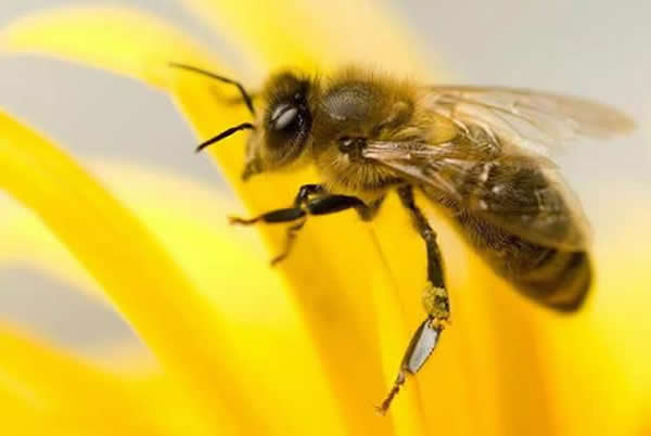 【蜜蜂知識】夏季蜂王停產的原因? 【蜜蜂知識】夏季蜂王停產的原因?