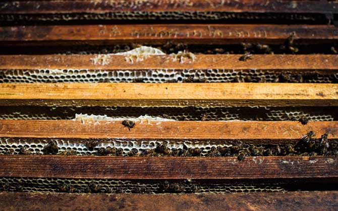 蜜蜂養殖新技術及注意事項（蜜蜂養殖實用技術介紹）