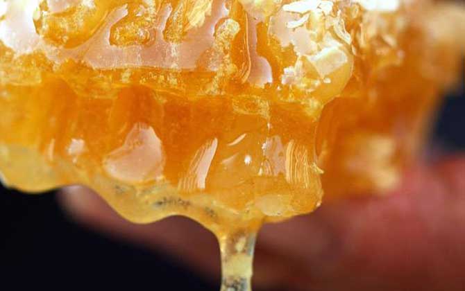 鴨腳木蜂蜜和普通蜂蜜的對比(鴨腳木蜂蜜和普通蜂蜜有區(qū)別嗎) 鴨腳木蜂蜜和普通蜂蜜的對比(鴨腳木蜂蜜和普通蜂蜜有區(qū)別嗎)