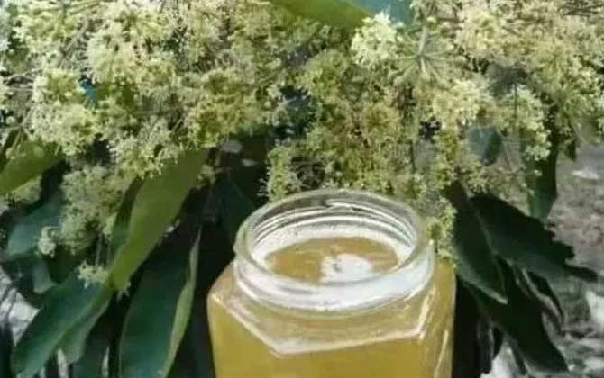 鴨腳木蜂蜜和普通蜂蜜的對比(鴨腳木蜂蜜和普通蜂蜜有區(qū)別嗎) 鴨腳木蜂蜜和普通蜂蜜的對比(鴨腳木蜂蜜和普通蜂蜜有區(qū)別嗎)