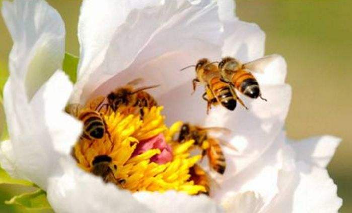 【蜜蜂知識】中華蜜蜂在哪里分布? 【蜜蜂知識】中華蜜蜂在哪里分布?