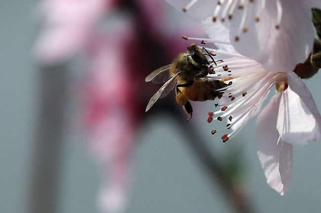【蜜蜂知識】中華蜜蜂在哪里分布? 【蜜蜂知識】中華蜜蜂在哪里分布?