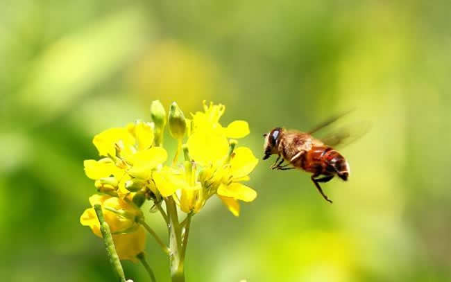 蜜蜂喜歡什么顏色(不同顏色衣服、花、蜂巢、氣味對蜜蜂的影響) 蜜蜂喜歡什么顏色(不同顏色衣服、花、蜂巢、氣味對蜜蜂的影響)