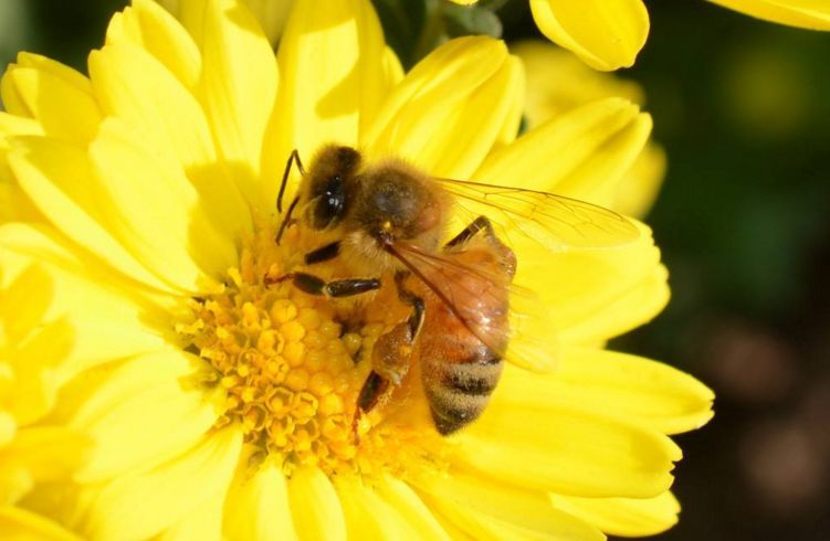 皖南中蜂(皖南中蜂好養嗎) 皖南中蜂(皖南中蜂好養嗎)