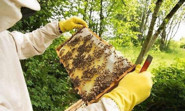 一脾蜂有多少只蜜蜂 一脾蜂有多少只蜜蜂