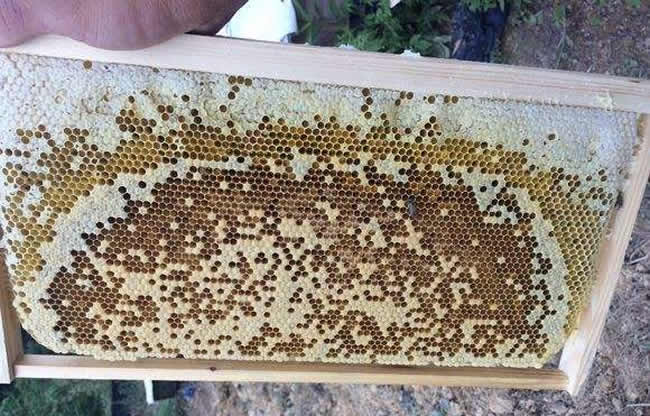 一脾蜂有多少只蜜蜂 一脾蜂有多少只蜜蜂