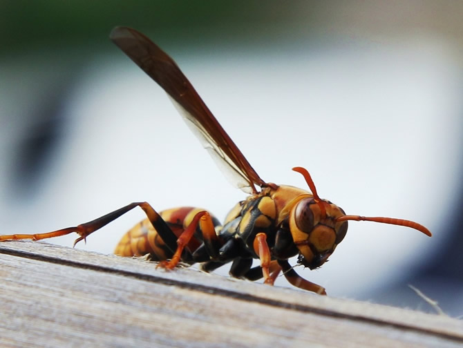 胡蜂養(yǎng)殖技術(shù)和方法(教你如何成功養(yǎng)殖胡蜂)