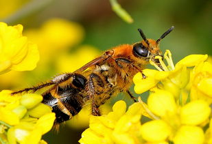 新手養(yǎng)蜂如何加蜂框(新手養(yǎng)蜜蜂怎樣加巢框) 新手養(yǎng)蜂如何加蜂框(新手養(yǎng)蜜蜂怎樣加巢框)