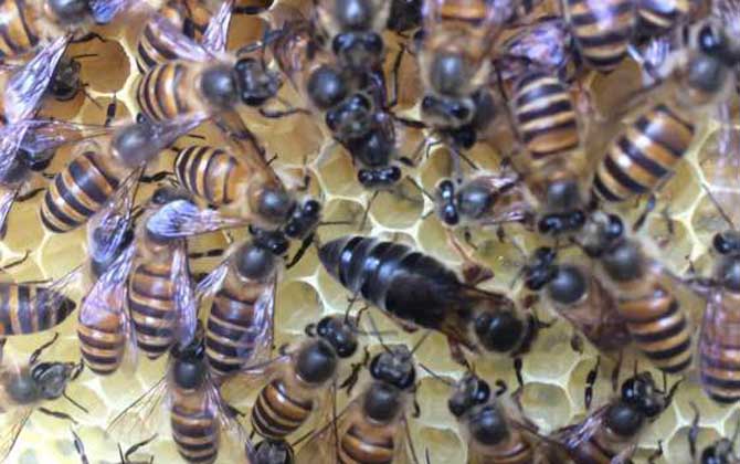 兩箱蜂合并有哪十種方法(兩箱蜂怎么合并) 兩箱蜂合并有哪十種方法(兩箱蜂怎么合并)