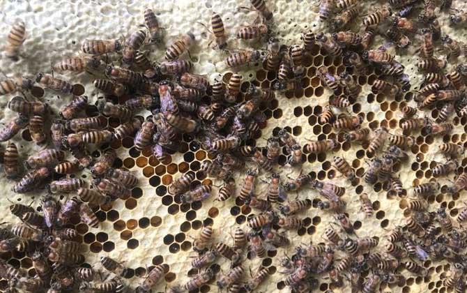 兩箱蜂合并有哪十種方法(兩箱蜂怎么合并) 兩箱蜂合并有哪十種方法(兩箱蜂怎么合并)