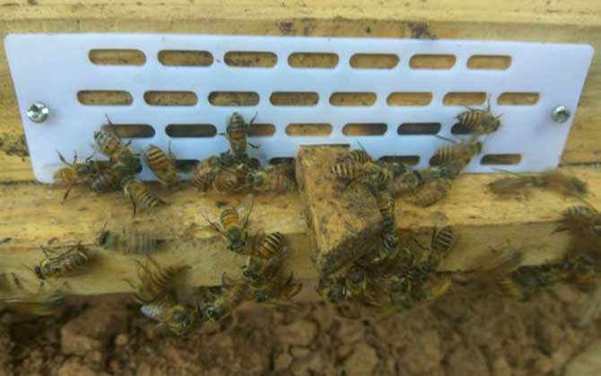 兩箱蜂合并有哪十種方法(兩箱蜂怎么合并) 兩箱蜂合并有哪十種方法(兩箱蜂怎么合并)