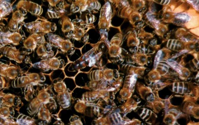 大黑蜂毒性有多高 大黑蜂毒性有多高