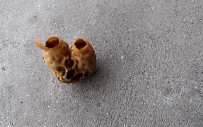 人造王臺幾天封蓋 人造王臺幾天封蓋