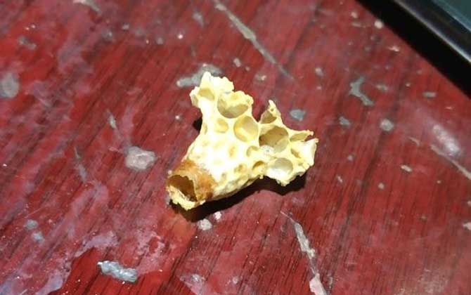 人造王臺幾天封蓋 人造王臺幾天封蓋