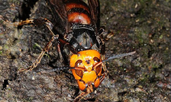 喀爾巴阡蜂的優(yōu)缺點（喀爾巴阡蜂的品種優(yōu)勢）