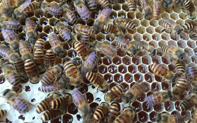 新手養蜂怎么繁殖更快（新手怎樣養蜂繁殖快）