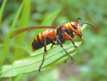胡蜂離人多遠(yuǎn)會蟄人（人離胡蜂巢多遠(yuǎn)會受到攻擊）
