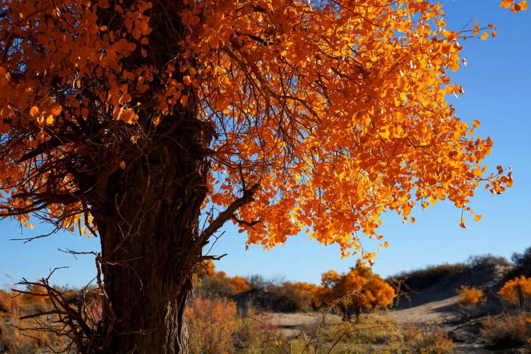 中秋出行！新晉黑馬目的地TOP10，小眾海島、賞秋秘境、文化慢城