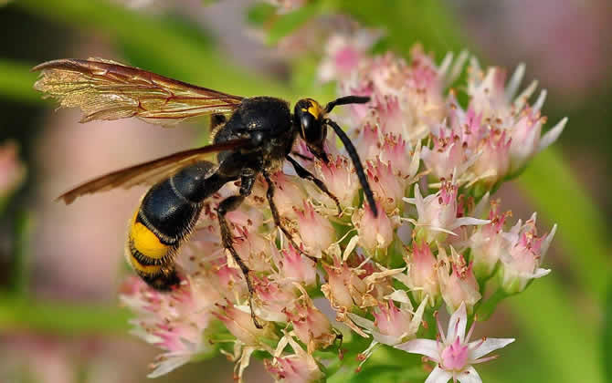 馬蜂雄蜂會(huì)蟄人嗎? 馬蜂