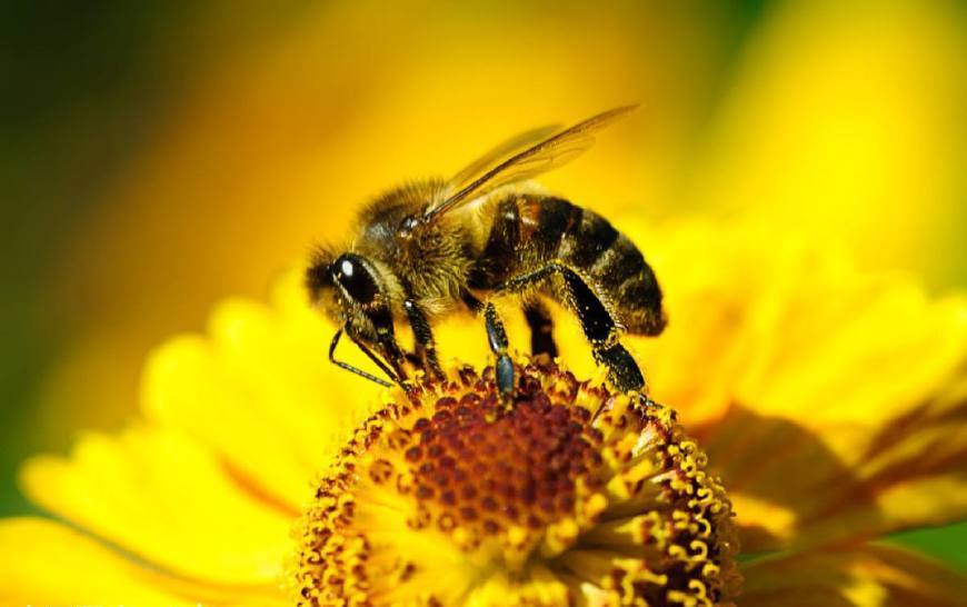 傳統蜜蜂養殖怎么割蜜(怎么判斷蜂群中的儲蜜情況) 傳統蜜蜂養殖怎么割蜜(怎么判斷蜂群中的儲蜜情況)