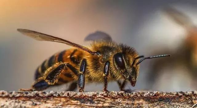 蜜蜂場能種凌霄花嗎(凌霄花蜜蜂喜歡嗎) 蜜蜂場能種凌霄花嗎(凌霄花蜜蜂喜歡嗎)