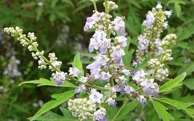 荊條泌蜜期多長（荊條什么時候開花）