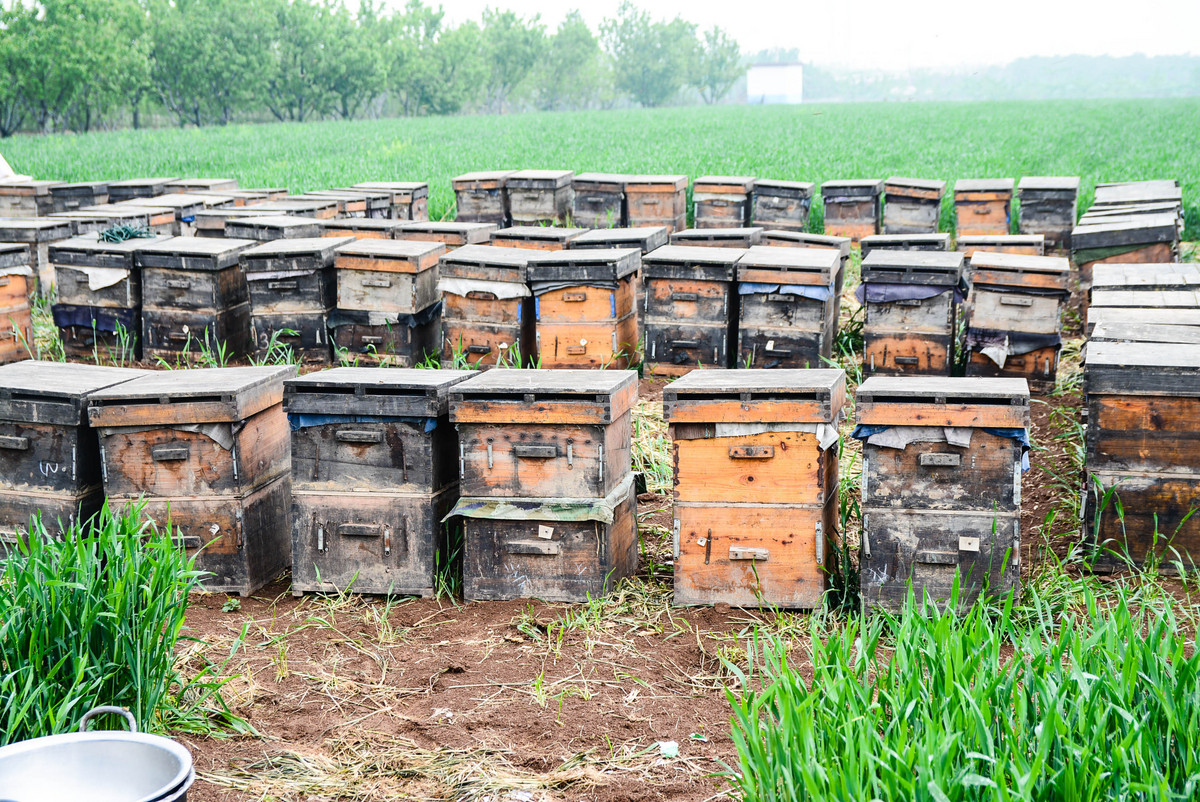 怎樣學(xué)會(huì)養(yǎng)蜂技術(shù)(新手養(yǎng)蜂要先學(xué)什么技術(shù)) 怎樣學(xué)會(huì)養(yǎng)蜂技術(shù)(新手養(yǎng)蜂要先學(xué)什么技術(shù))