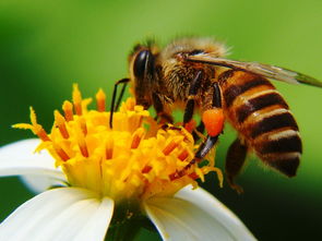 菊花是不是蜜源植物（對菊花蜜源的認(rèn)識）