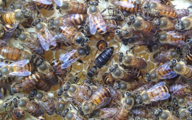 養(yǎng)蜂場利潤有多大(養(yǎng)蜂一年能掙二十萬嗎) 養(yǎng)蜂場利潤有多大(養(yǎng)蜂一年能掙二十萬嗎)