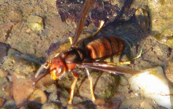 被人頭蜂蟄了會(huì)怎么樣(人頭蜂蟄了有什么危害) 被人頭蜂蟄了會(huì)怎么樣(人頭蜂蟄了有什么危害)