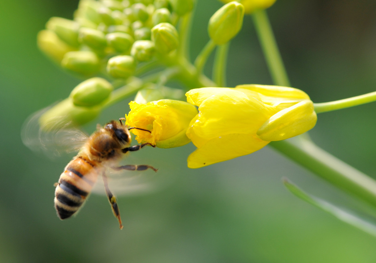 工蜂每天工作幾小時(shí)(蜜蜂一天工作幾小時(shí)) 工蜂每天工作幾小時(shí)(蜜蜂一天工作幾小時(shí))