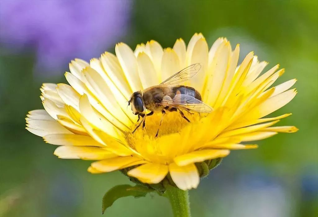 蜜蜂吃白糖會產(chǎn)蜂蜜嗎(用白糖喂的蜜蜂產(chǎn)出的蜂蜜好嗎) 蜜蜂吃白糖會產(chǎn)蜂蜜嗎(用白糖喂的蜜蜂產(chǎn)出的蜂蜜好嗎)