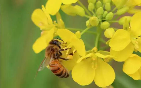蜜蜂吃白糖會產(chǎn)蜂蜜嗎(用白糖喂的蜜蜂產(chǎn)出的蜂蜜好嗎) 蜜蜂吃白糖會產(chǎn)蜂蜜嗎(用白糖喂的蜜蜂產(chǎn)出的蜂蜜好嗎)