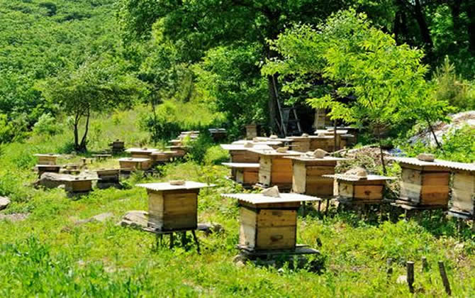 農(nóng)村養(yǎng)蜂補(bǔ)貼 農(nóng)村養(yǎng)蜂補(bǔ)貼