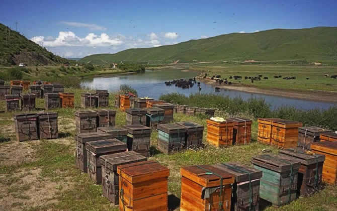 農(nóng)村養(yǎng)蜂補(bǔ)貼 農(nóng)村養(yǎng)蜂補(bǔ)貼