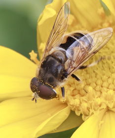 蜂王是怎樣被蜜蜂們選中為王的（蜂王是怎么選出來(lái)的）
