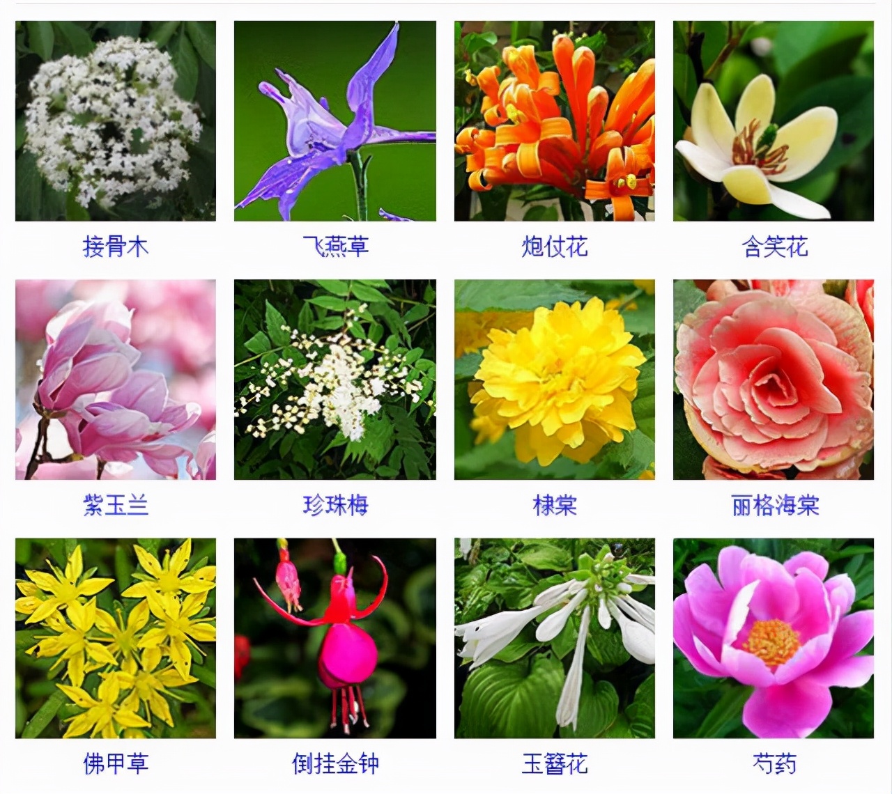 植物品種名稱大全(最常見的800種景觀觀花植物,附植物習性種植) 植物品種名稱大全(最常見的800種景觀觀花植物,附植物習性種植)