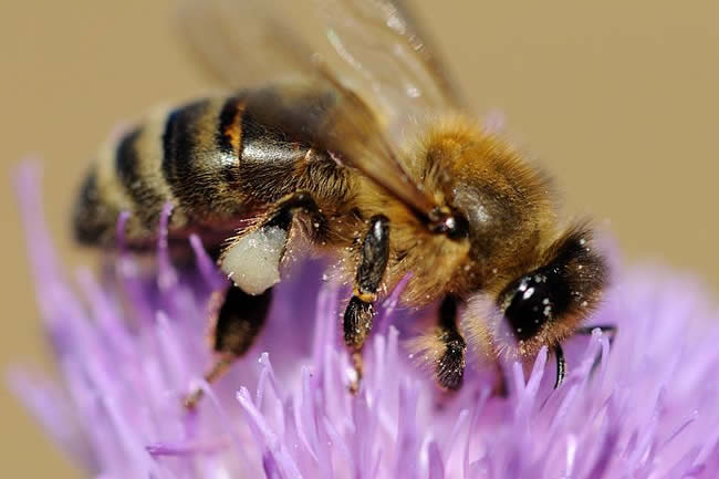 【蜜蜂知識】世界四大名蜂及其特性 世界四大名蜂