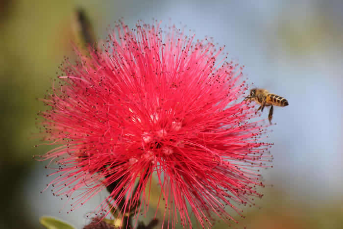 中蜂什么時候開始春繁？