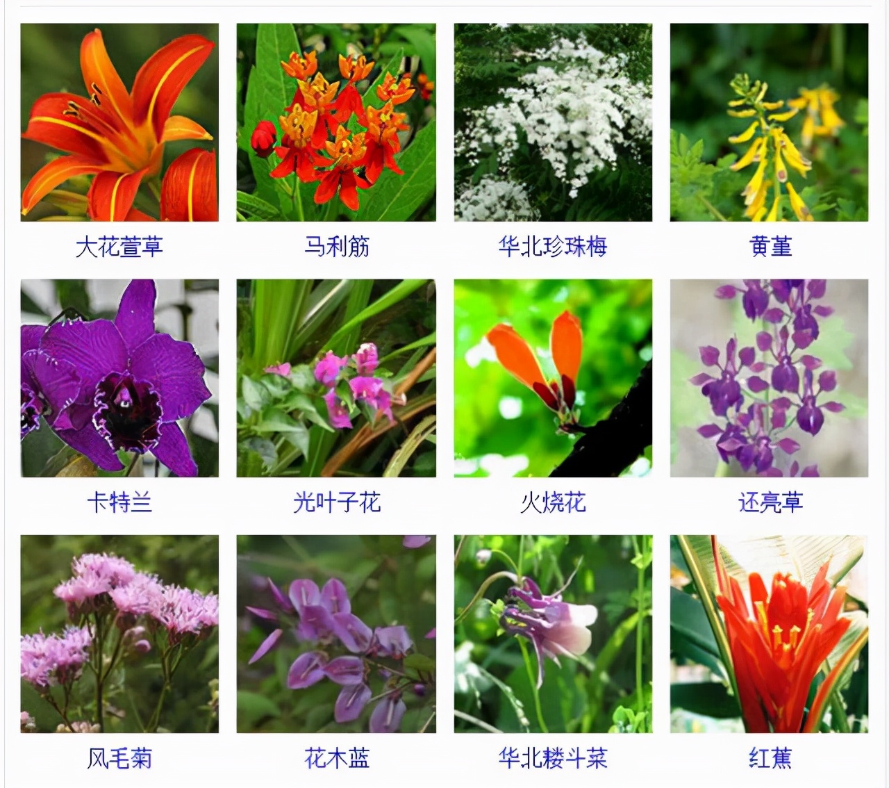 植物品種名稱大全(最常見的800種景觀觀花植物,附植物習性種植) 植物品種名稱大全(最常見的800種景觀觀花植物,附植物習性種植)