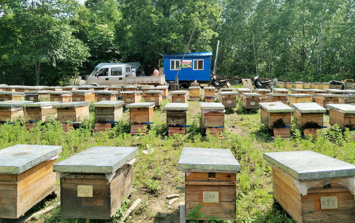 養蜂合作社怎么辦理流程(養蜂辦理注冊合作社需要的材料) 養蜂合作社怎么辦理流程(養蜂辦理注冊合作社需要的材料)